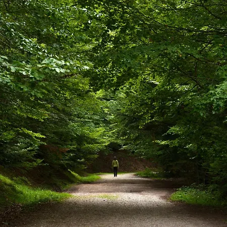 Acentor Alpino By Bevalle *