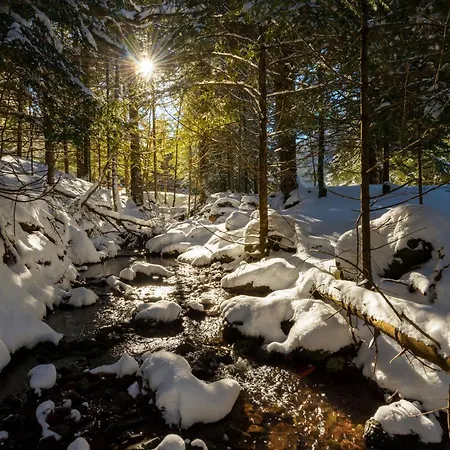 Acentor Alpino By Bevalle