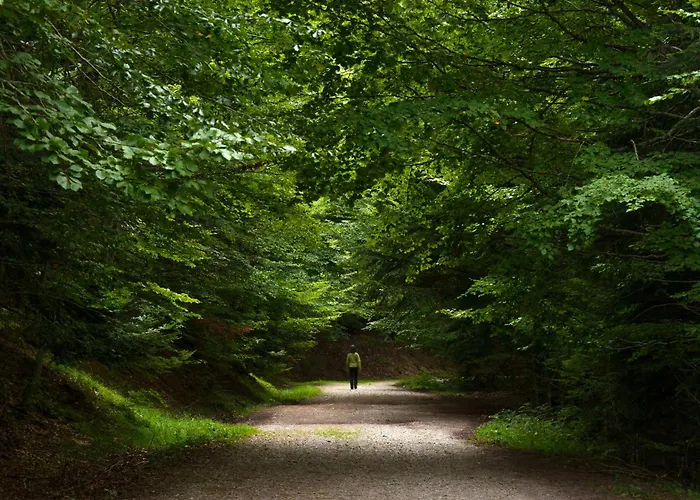 Acentor Alpino By Bevalle *