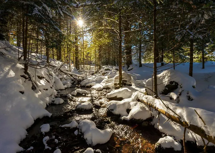 Acentor Alpino By Bevalle